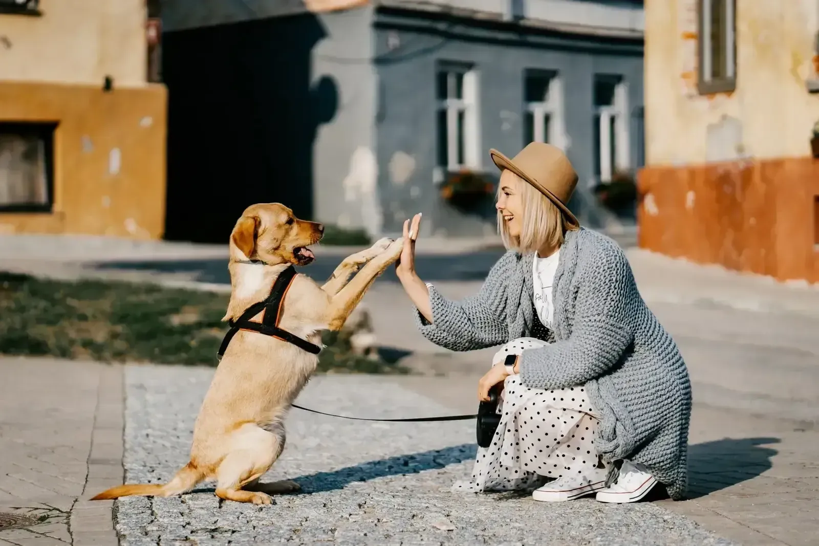 A dog standing on its hind legs to give a high five to a smiling woman crouched on a cobbled street